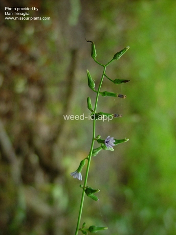 lettuce, Florida wild